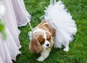 White Bridal Dog Tutu Skirt | XS-XXXL